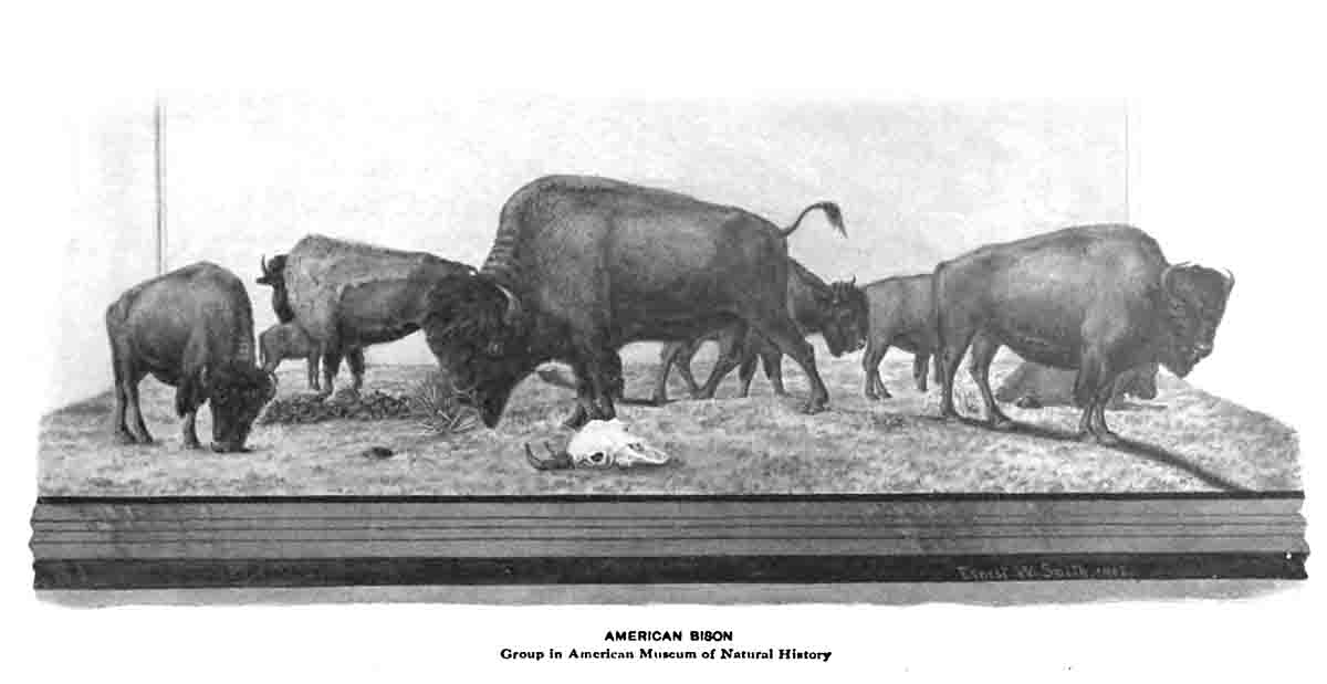 Buffalo Display American Museum of Natural History